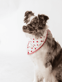 Buddy Dog Bandana (Color: Seersucker Dots, Size: S)