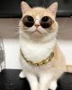 Dog Chain Collar Keji Teddy Fadou Gold Necklace