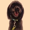 Bohemian collar Ethnic dog collar