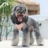 No Pull Breathable Dog Vest Harness For Walking; Anti Escape Dog Harness